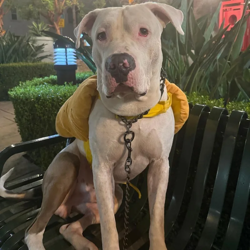 An adult large-sized male White / Cream American Staffordshire Terrier dog named Aron for adoption in Pasadena, CA