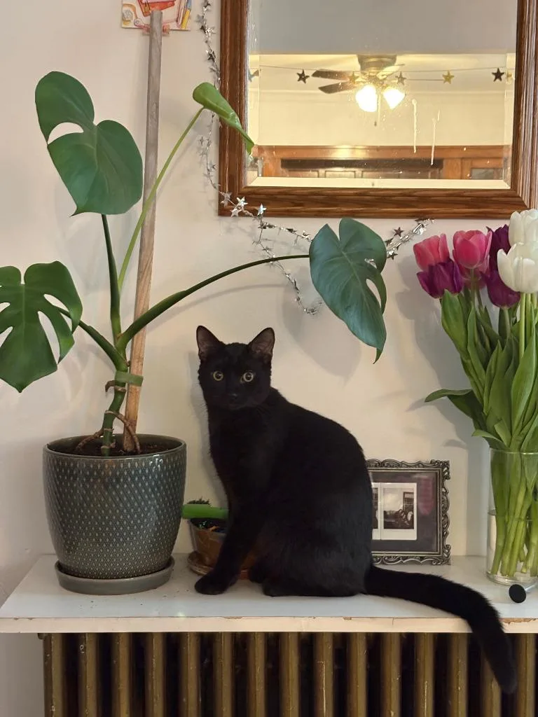 A baby medium-sized male Domestic Short Hair cat named Jelly  Biscuits for adoption in Minneapolis, MN