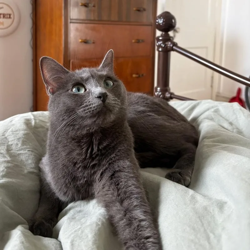 Jelly  Biscuits thumbnail 2