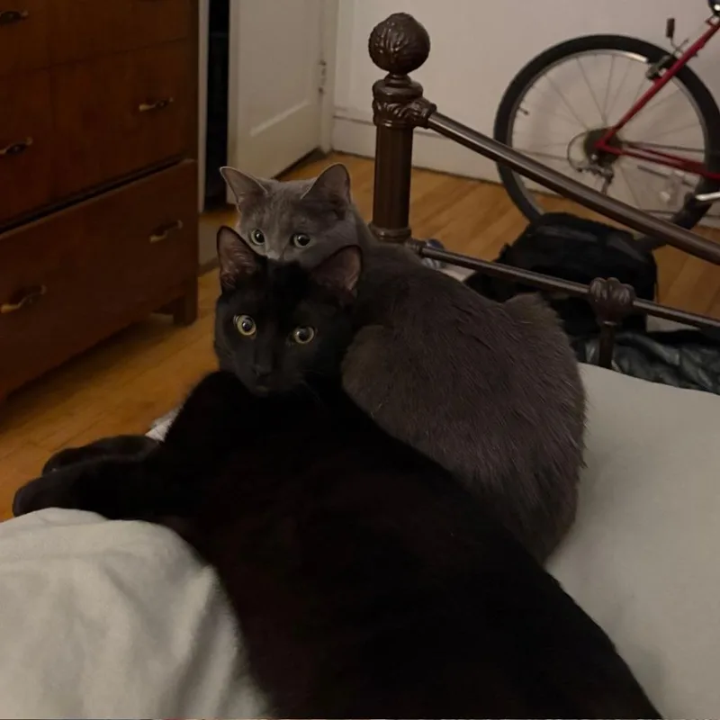 Jelly  Biscuits thumbnail 4