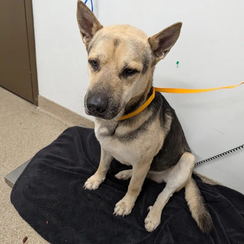 An adult large-sized male Brown / Chocolate German Shepherd Dog dog named Joe for adoption in League City, TX