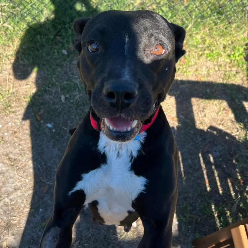 An adult medium-sized female Black Mixed Breed dog named Strawberry Shortcake for adoption in Jacksonville, FL