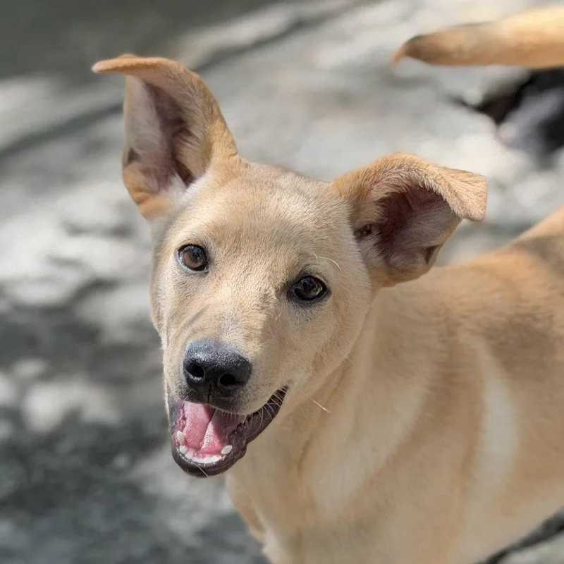 A baby medium-sized male Labrador Retriever dog named Hamm for adoption in Locust Fork, AL