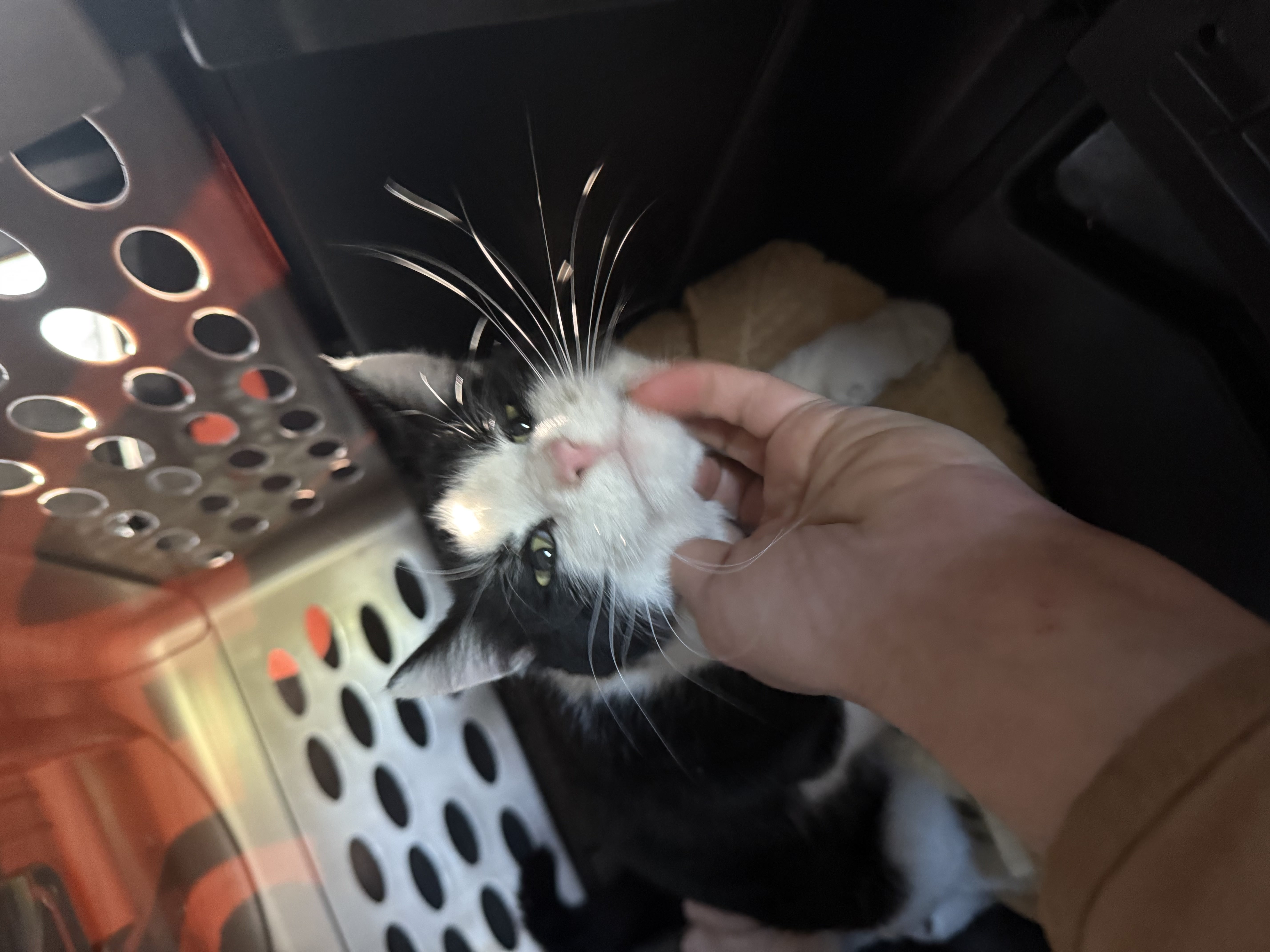 Black and White Domestic Short Hair cat named Louis (copy) for adoption