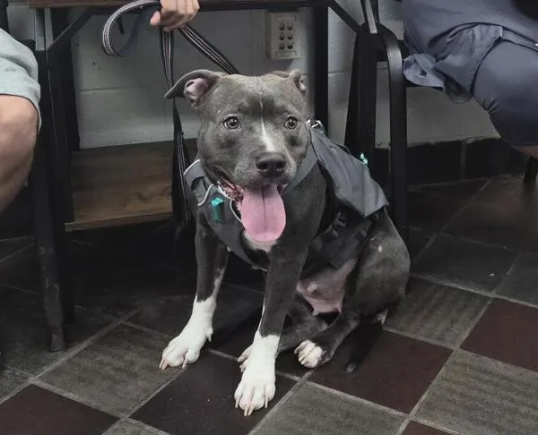 An adult medium-sized female Mixed Breed dog named Luna for adoption in New York, NY