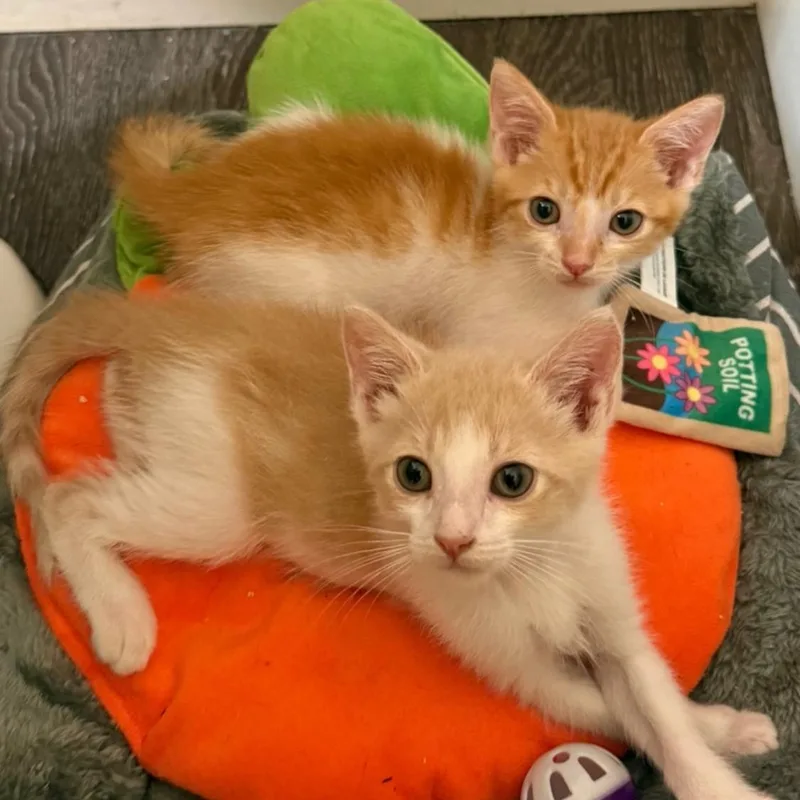 A baby medium-sized male Orange & White Domestic Short Hair cat named Mordecai for adoption in Santa Ana, CA