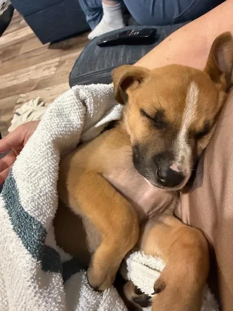 A baby medium-sized female Brown / Chocolate Boxer dog named Artemis for adoption in Plainfield, IL