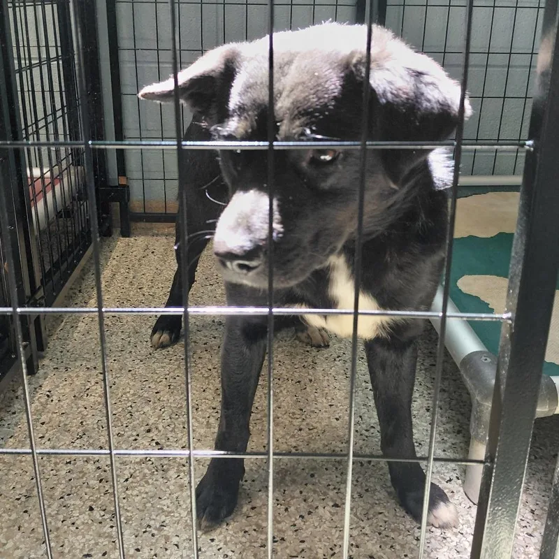 An adult medium-sized male Black Mixed Breed dog named Toy for adoption in LOXAHATCHEE, FL