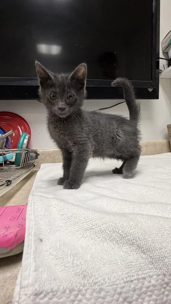 A baby small-sized male Gray / Blue / Silver Domestic Short Hair cat named Damien for adoption in Ontario, CA