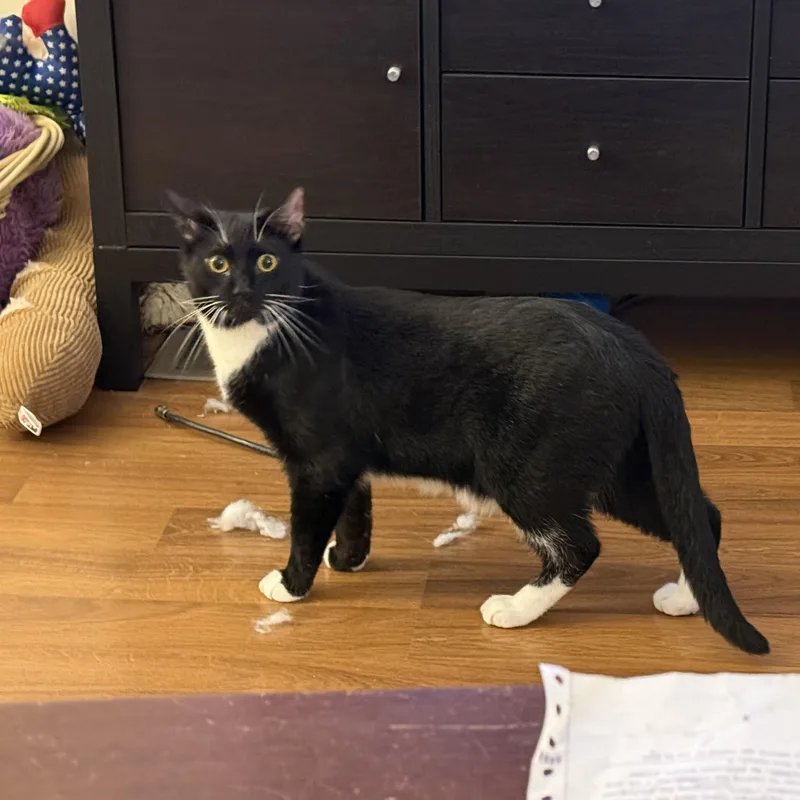 Tempi  Athens  thumbnail 3