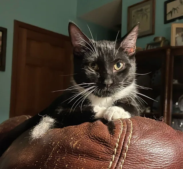 Tempi  Athens  thumbnail 4