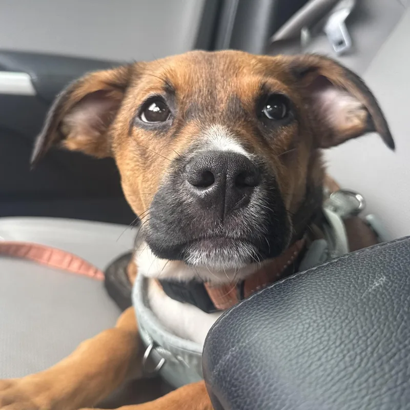 A baby medium-sized male Brown / Chocolate Shepherd dog named Judo for adoption in Richmond, VA