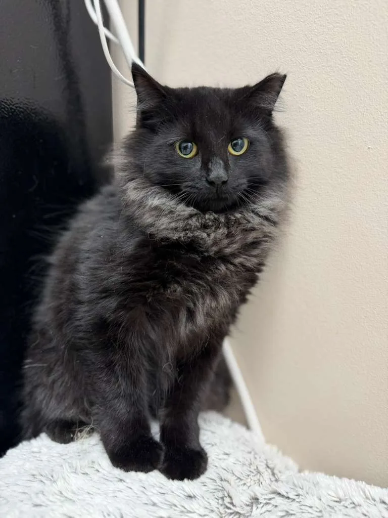 A baby small-sized female black Domestic Long Hair cat named Waive for adoption