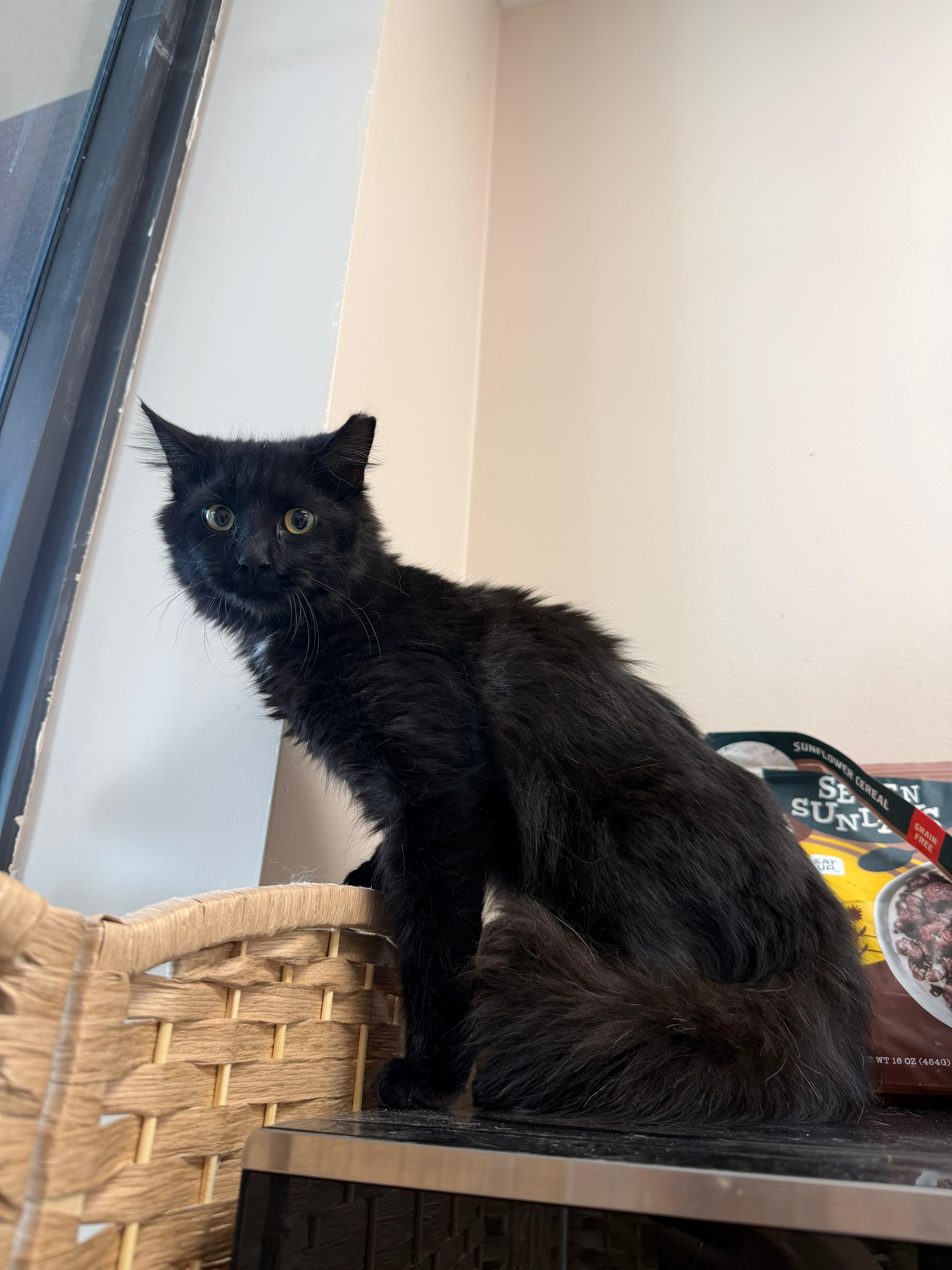 A baby small-sized female black Domestic Long Hair cat named Amaris for adoption