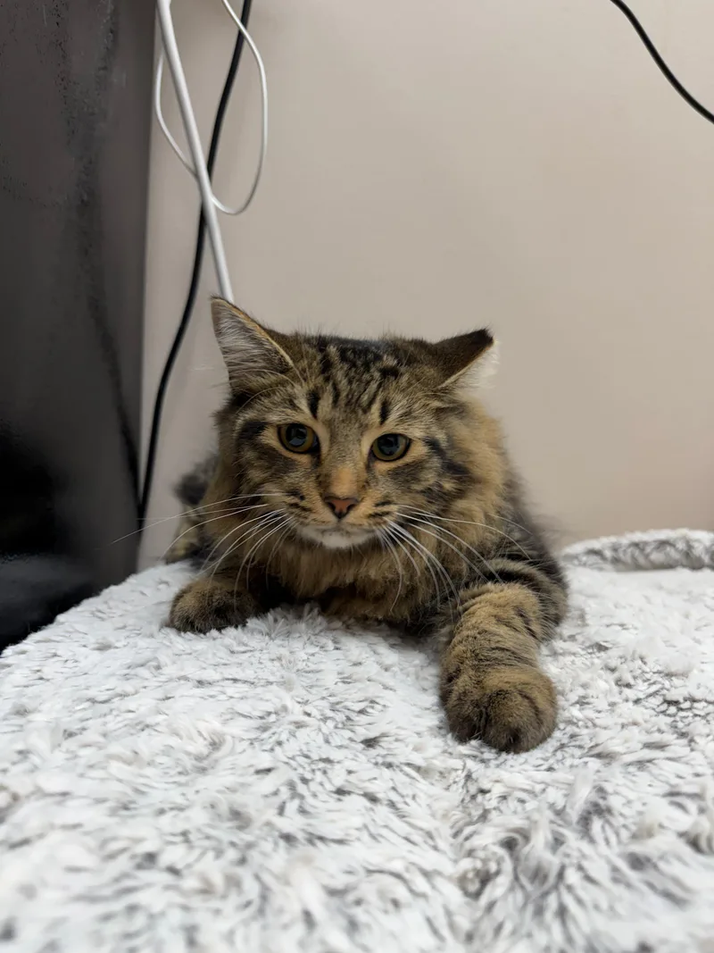 A baby small-sized male tan Tabby cat named Axton for adoption