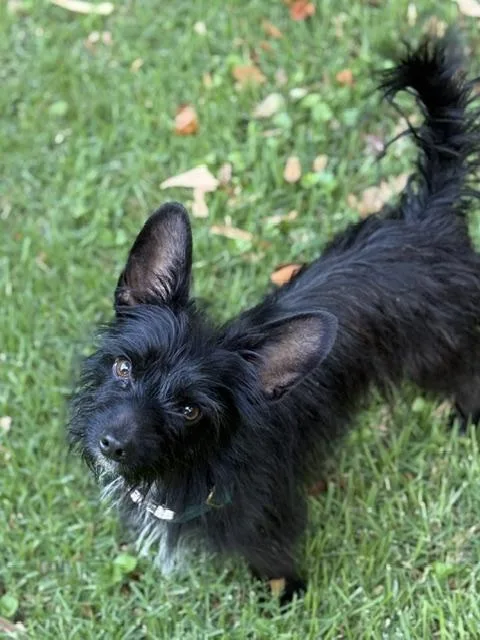 An adult small-sized male Black Scottish Terrier dog named Macduff for adoption in Memphis, TN