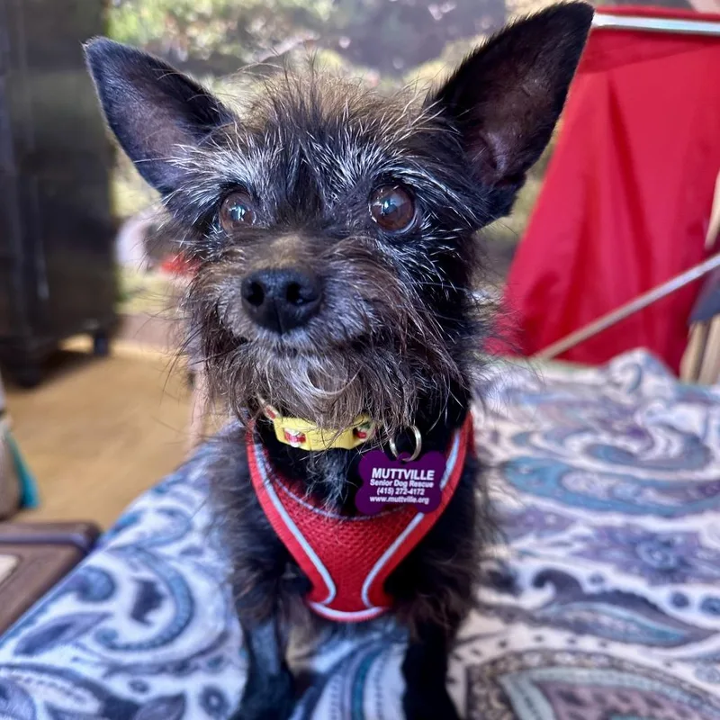 A senior small-sized female Black Norfolk Terrier dog named Fergie for adoption in San Francisco, CA