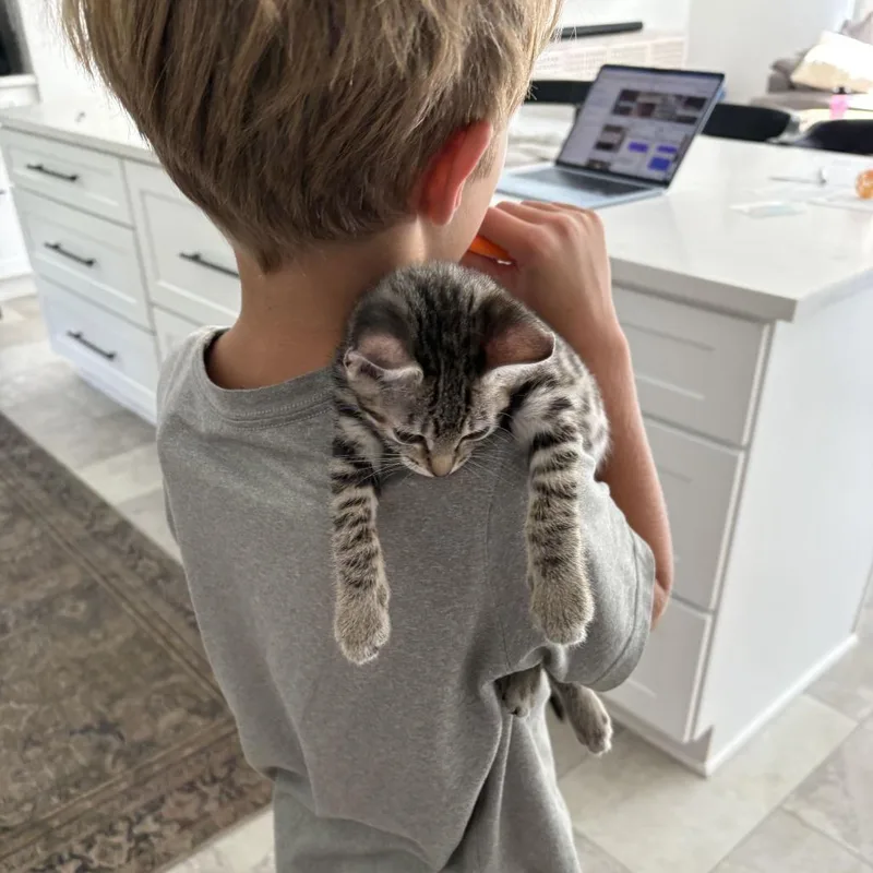 A baby small-sized female Domestic Short Hair cat named Daisy for adoption in Tallahassee, FL