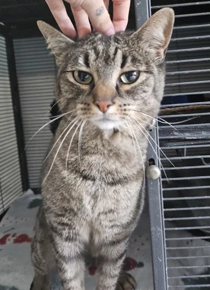 An adult small-sized female Domestic Short Hair cat named Joyce for adoption in Pendleton, OR