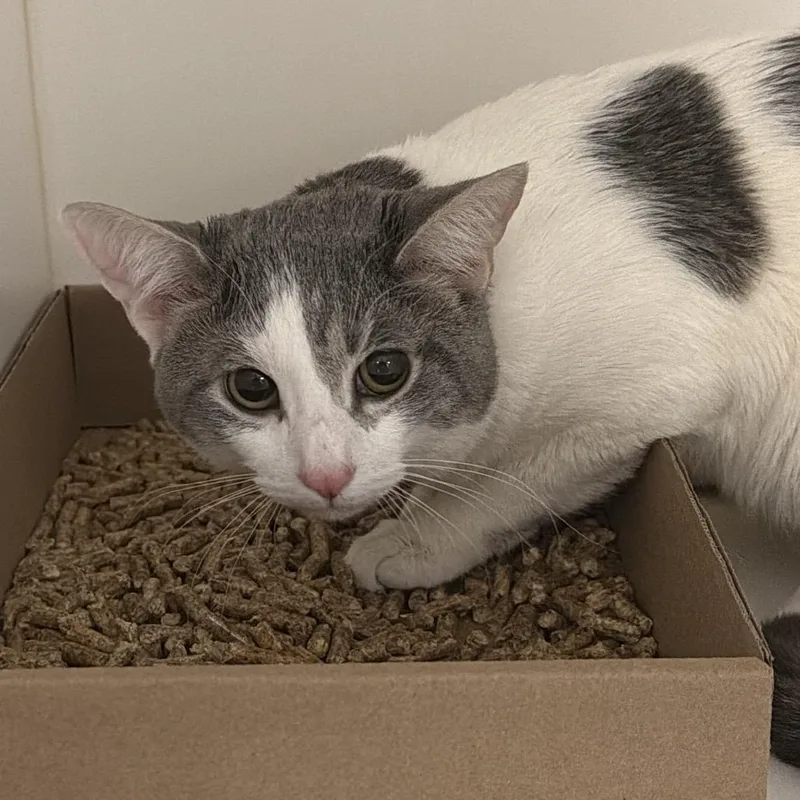 A young medium-sized male Gray / Blue / Silver Domestic Short Hair cat named Kronk for adoption in Philadelphia, PA