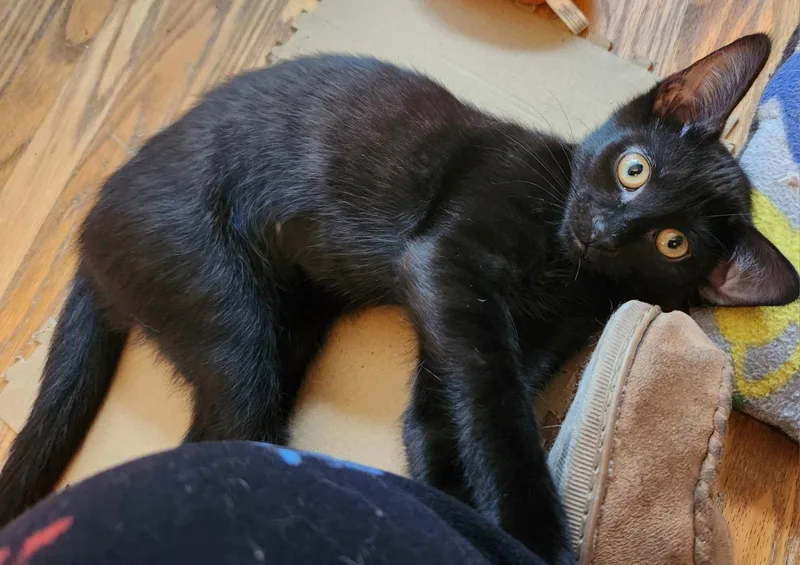 A baby medium-sized male Black Domestic Short Hair cat named Betel for adoption in Rochester, NY