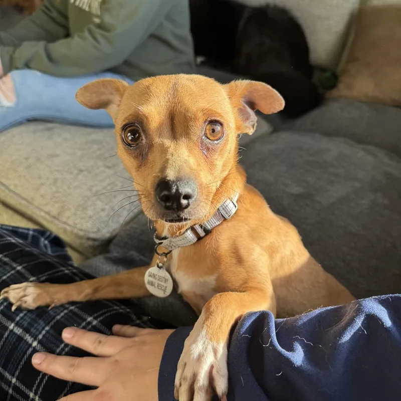 An adult small-sized female Chihuahua dog named Yzma for adoption in China Township, MI