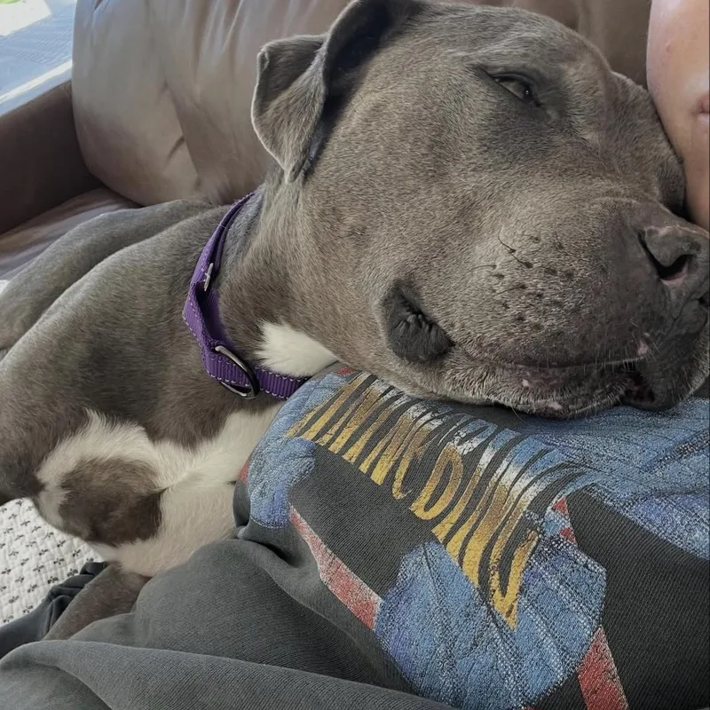 An adult medium-sized female American Staffordshire Terrier dog named Tyla for adoption in Hayward, CA