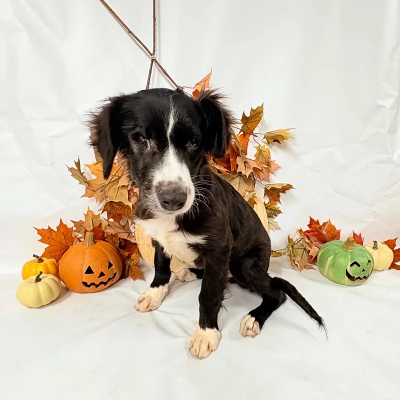 A baby small-sized female Collie dog named Skyler for adoption in Parker, CO