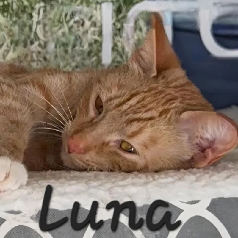 A young medium-sized female Orange / Red Domestic Short Hair cat named Luna for adoption in Waldorf, MD