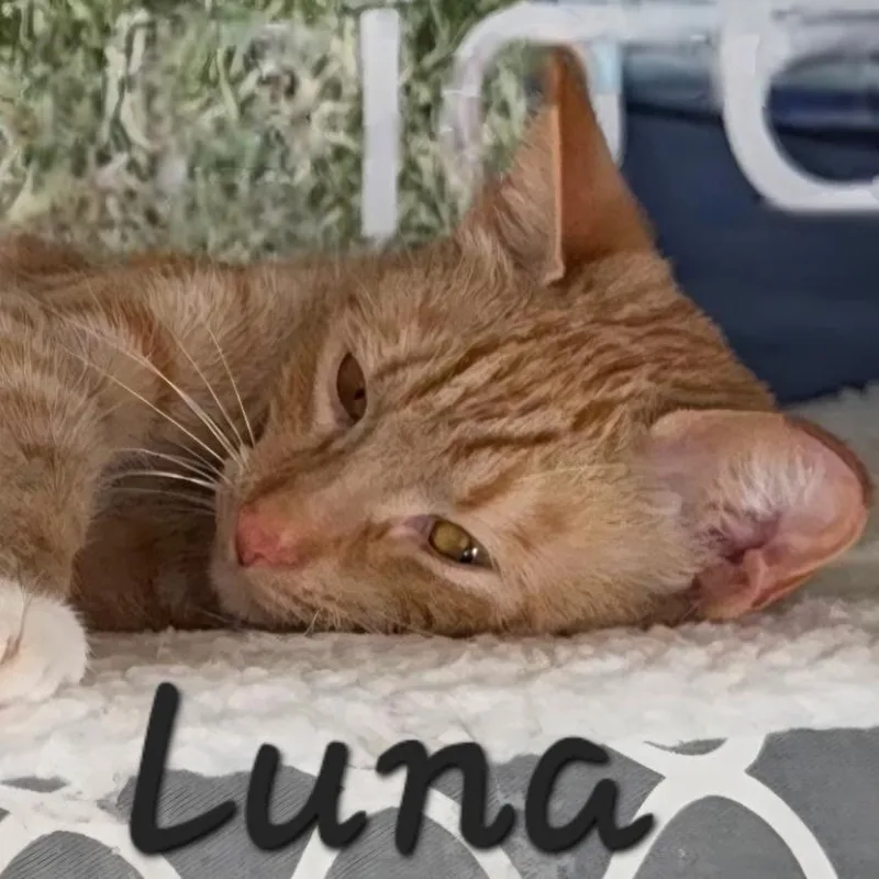 Luna thumbnail 2