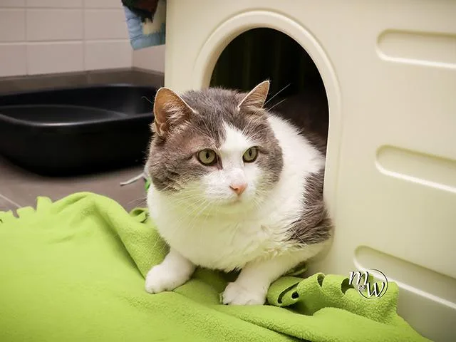 A senior small-sized male Domestic Short Hair cat named Qbert for adoption in Omaha, NE