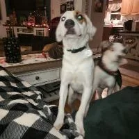 A young medium-sized female Labrador Retriever dog named Darlin for adoption in Monticello, NY
