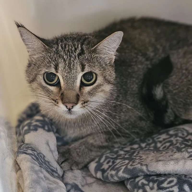An adult medium-sized female Brown / Chocolate Domestic Short Hair cat named Shiloh for adoption in Lakewood, CO