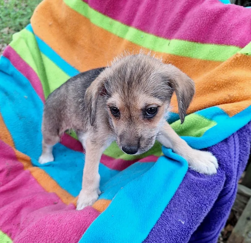A baby small-sized female Tricolor (Brown, Black, & White) Yorkshire Terrier dog named Tanysha Wvt for adoption in Missouri City, TX