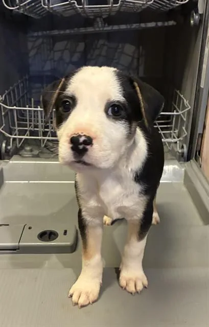 Tern