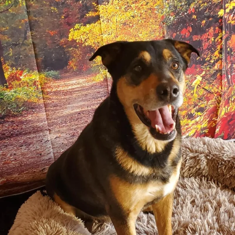 Alfalfa Jum thumbnail 2