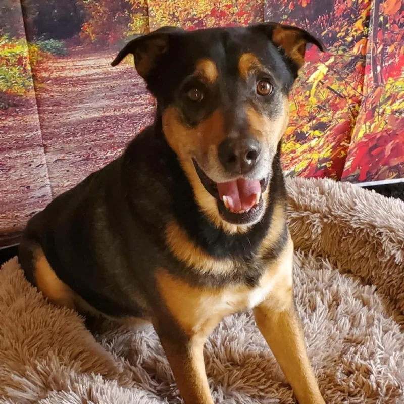 Alfalfa Jum thumbnail 3