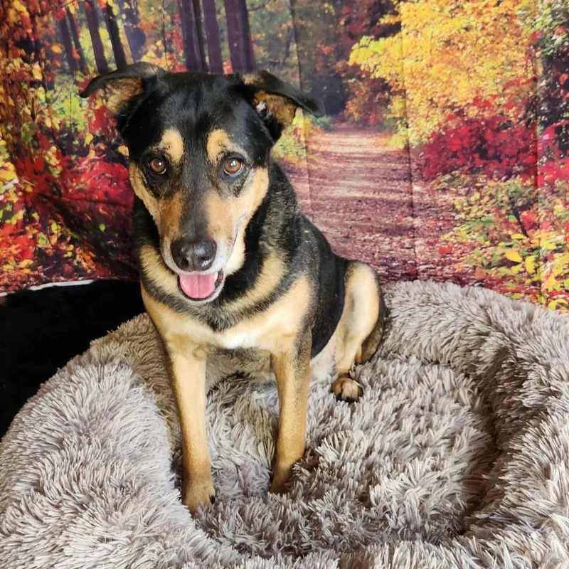 Alfalfa Jum thumbnail 4