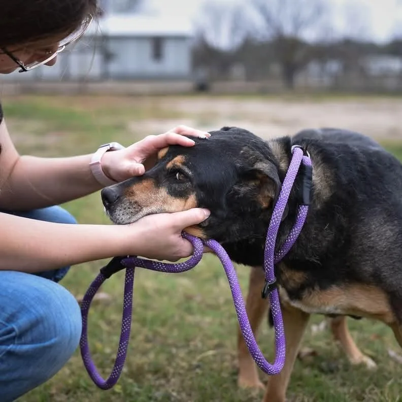 Alfalfa Jum thumbnail 6