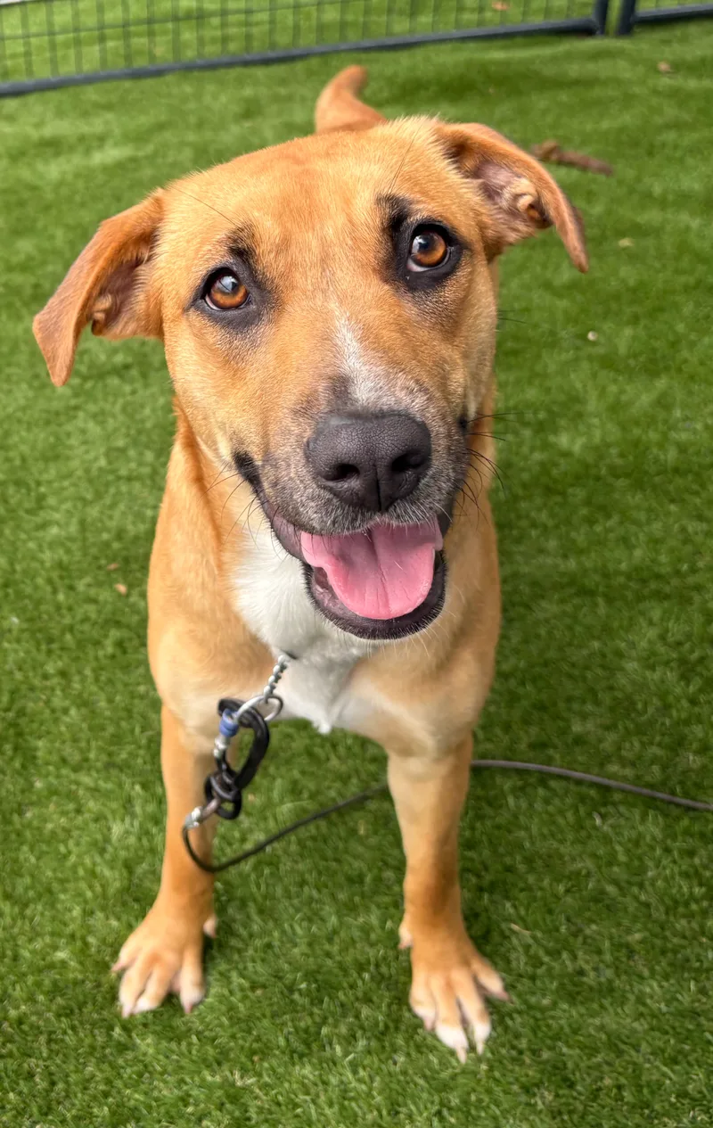 A young medium-sized female Yellow / Tan / Blond / Fawn Rhodesian Ridgeback dog named Harper for adoption in Argyle, TX