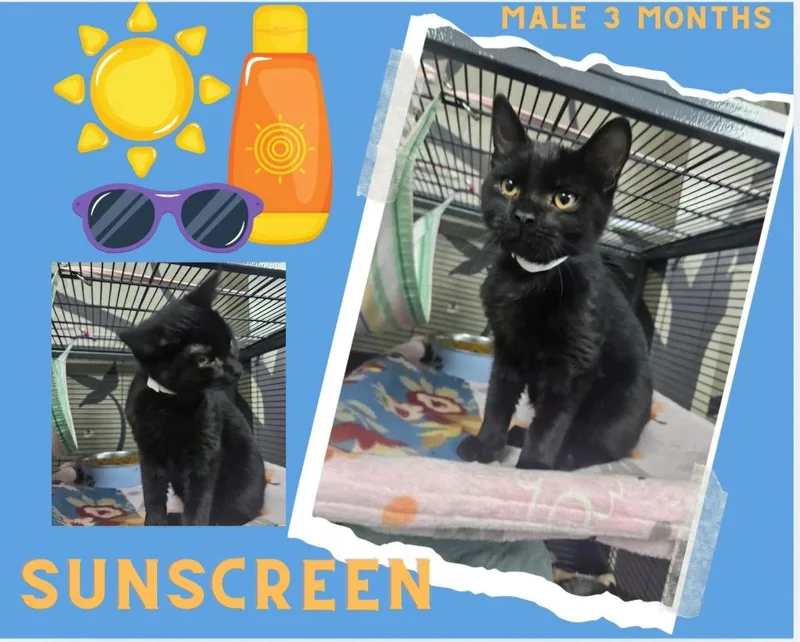 Sunscreen