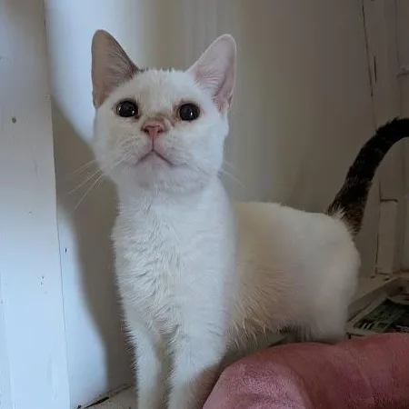 Safina