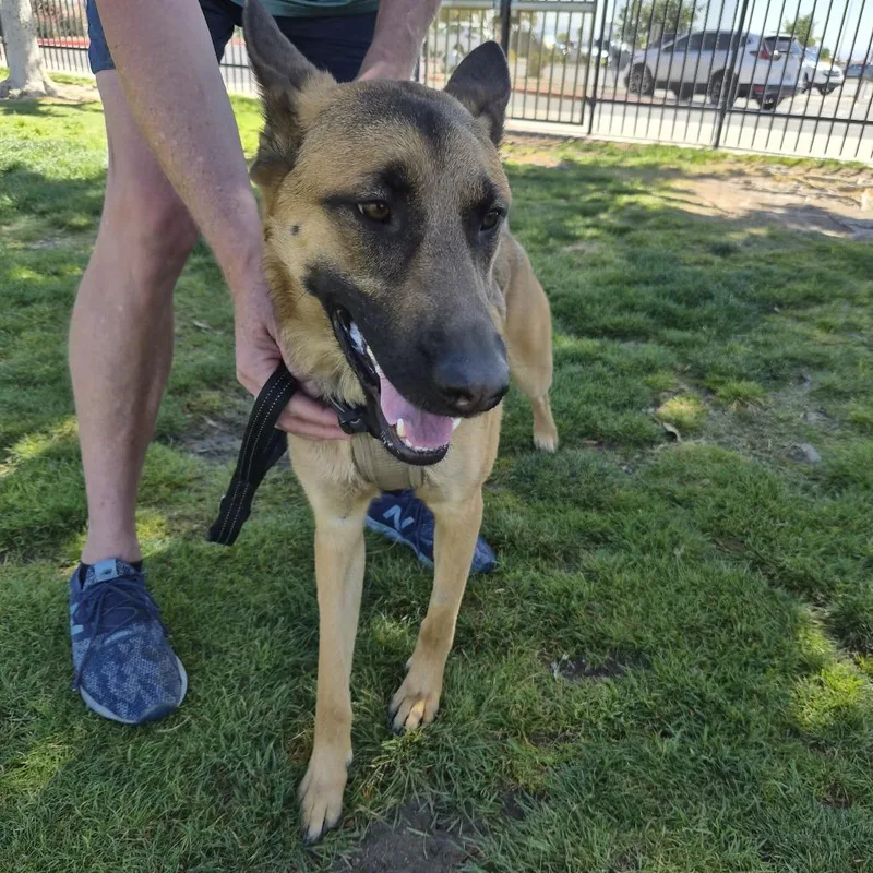 A young medium-sized female Yellow / Tan / Blond / Fawn German Shepherd Dog dog named Parker for adoption in Las Vegas, NV