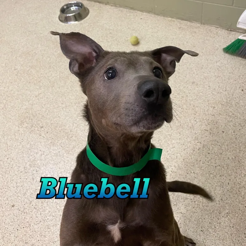 A senior medium-sized female Terrier dog named Bluebell for adoption in Muncie, IN