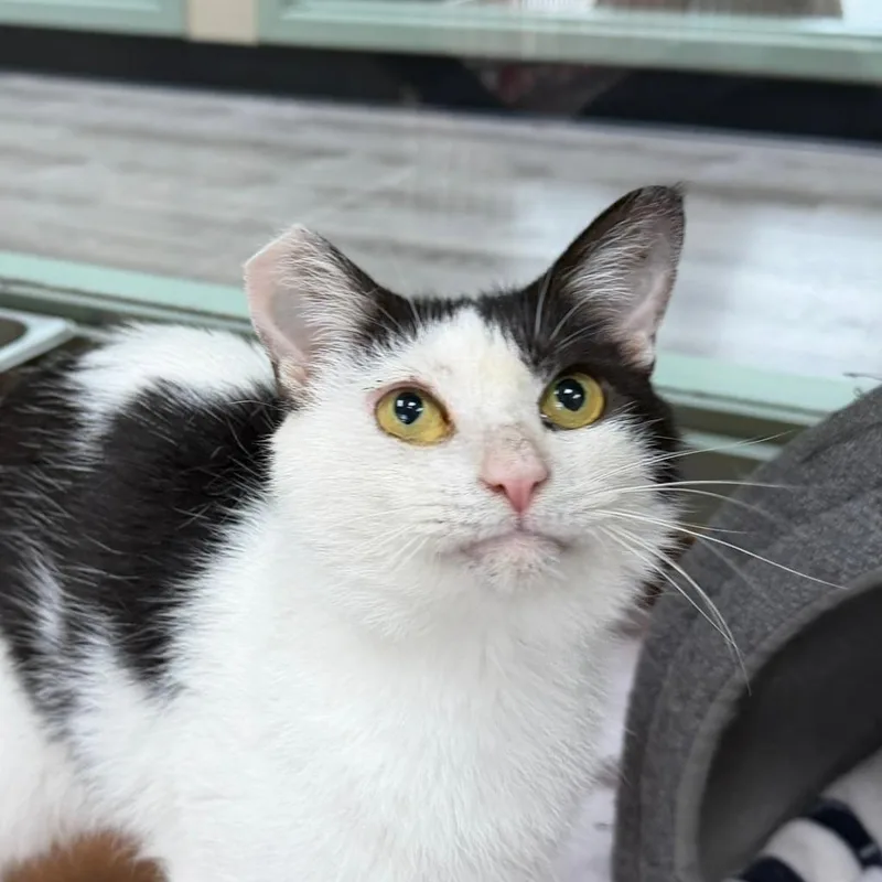 An adult medium-sized male Domestic Short Hair cat named Marco for adoption in State College, PA