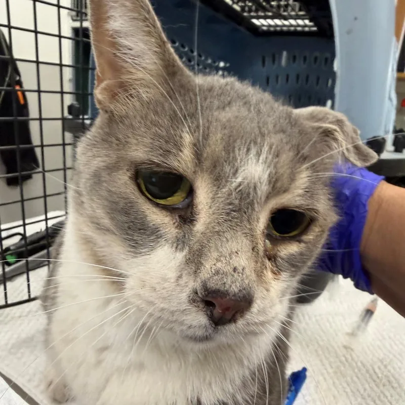 A senior large-sized male Gray / Blue / Silver Domestic Short Hair cat named Nibbins for adoption in Las Cruces, NM