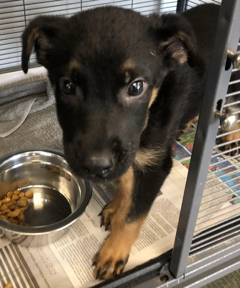 A baby large-sized male Yellow / Tan / Blond / Fawn Shepherd dog named Louis Vuitton for adoption in Parma, OH