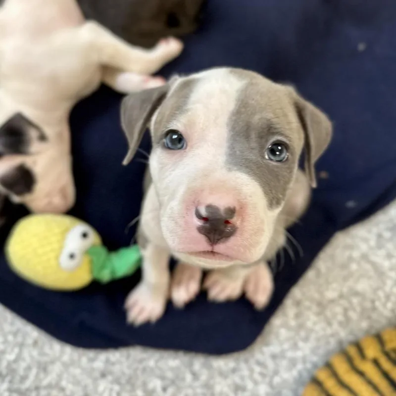A baby medium-sized male Gray / Blue / Silver Pit Bull Terrier dog named Linen for adoption in Durham, NC
