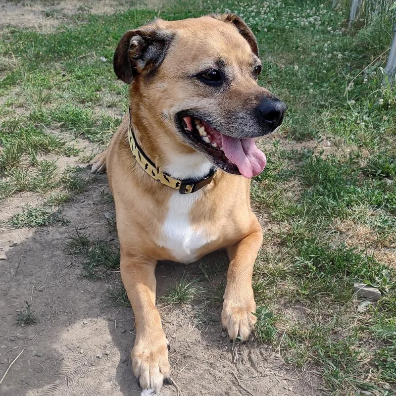 An adult medium-sized male Mixed Breed dog named Toby for adoption in Middletown, NY