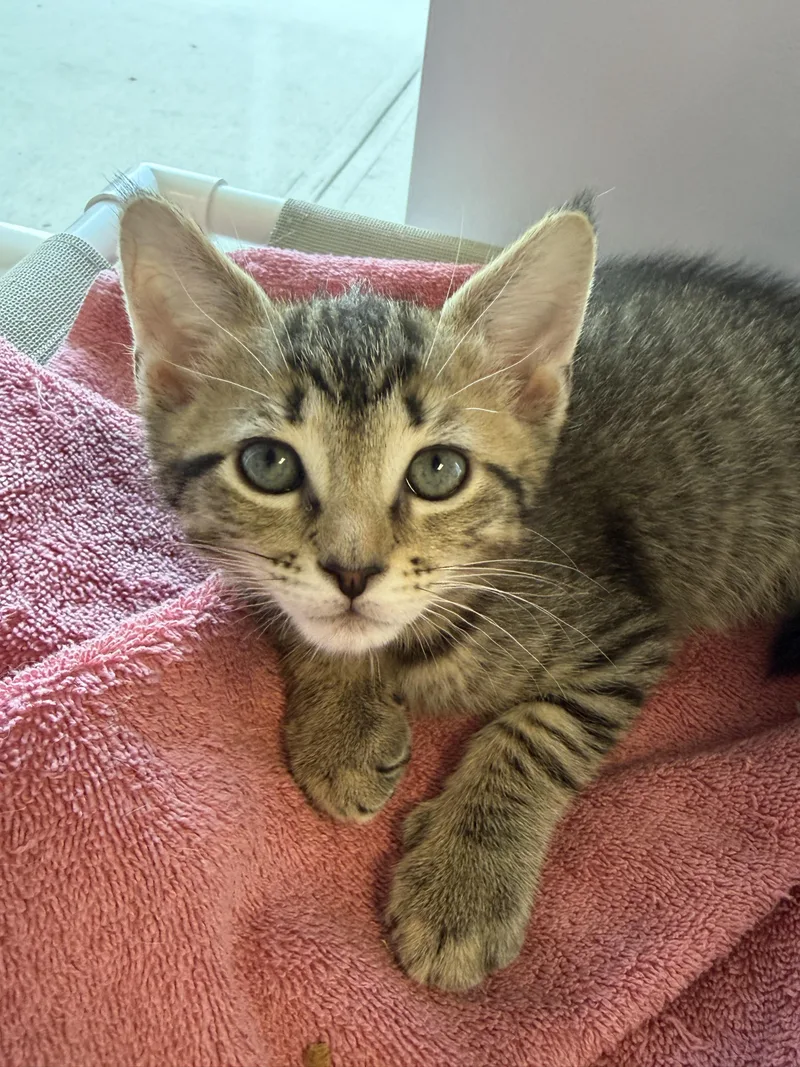 A baby small-sized male Tabby (Brown / Chocolate) Domestic Short Hair cat named Pelican for adoption in Cooperstown, NY